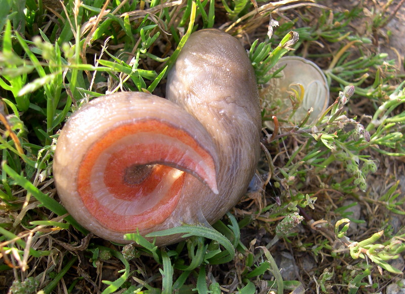 Nudo: Un Limax del corsicus-gruppo dal Argentario (GR)